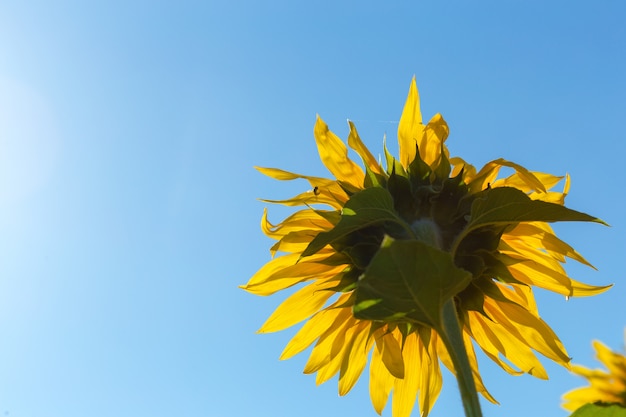 Girasol amarillo