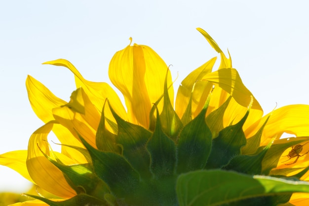 Girasol amarillo