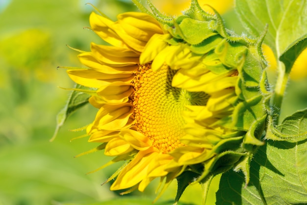 Girasol amarillo