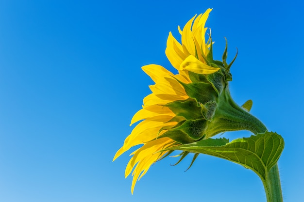 Girasol amarillo