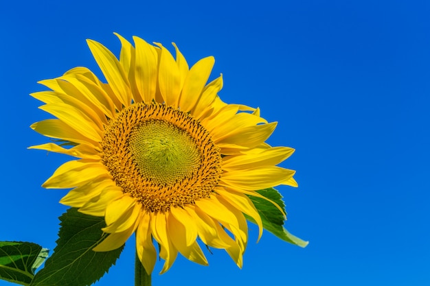 Girasol amarillo