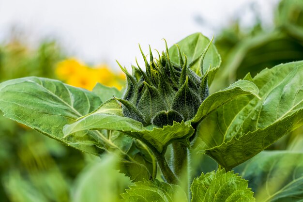 Girasol anual con pétalos amarillos en un campo agrícola, primer plano de Sunny flores con una yema cerrada