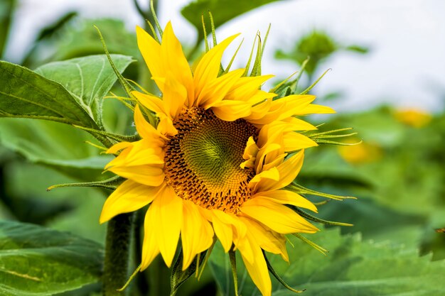 Girasol anual con pétalos amarillos en un campo agrícola