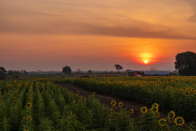 Girasol archivado con hermoso amanecer