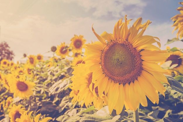 girasol en archivado y la luz del sol con tono vintage.