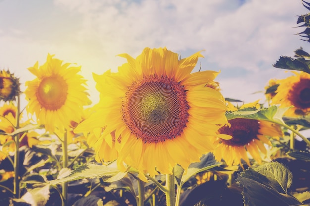 girasol en archivado y la luz del sol con tono vintage.