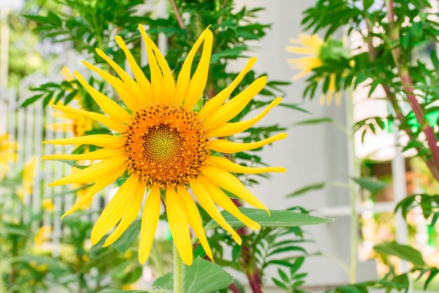 girasol de belleza en el jardín