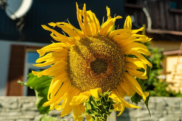 Girasol brillante en la granja bajo el sol