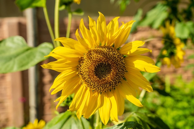 Girasol brillante en la granja bajo el sol