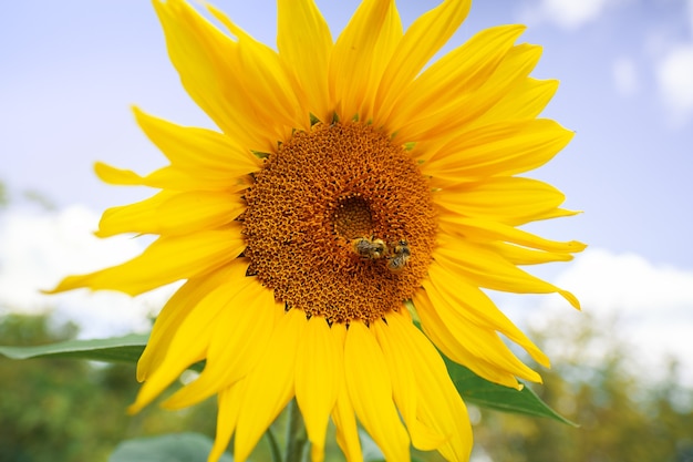 Girasol con Brote Verde Girasol Flor