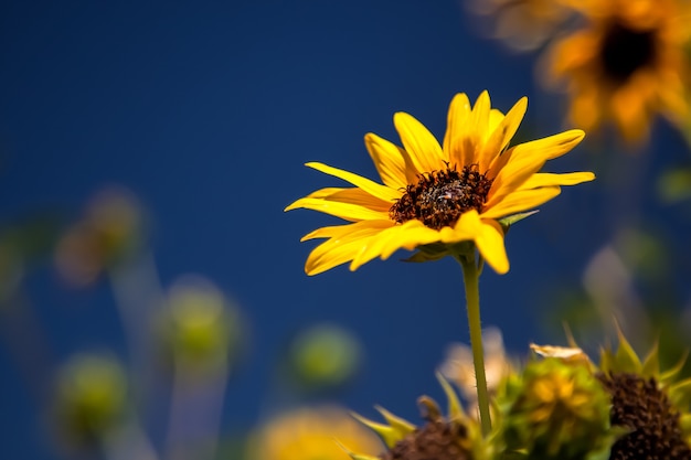 Girasol de California