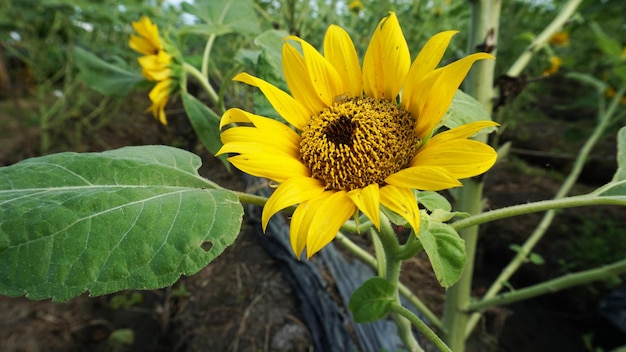 Foto un girasol está en un campo con una abeja grande.