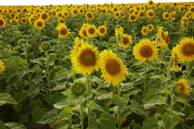 Girasol en el campo de la abundancia un hermoso paisaje plantación inalterada