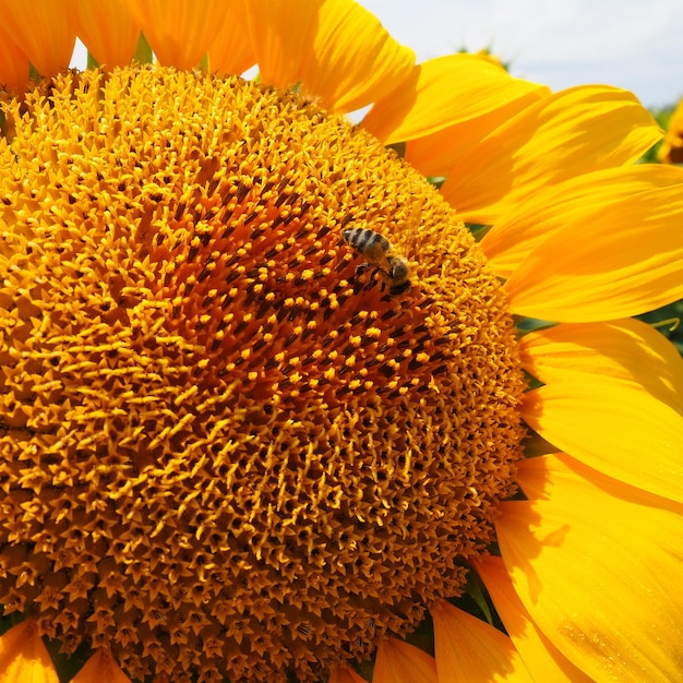 girasol Campo agrícola Brote floreciente con pétalos amarillos Hojas peludas Una flor grande Una abeja