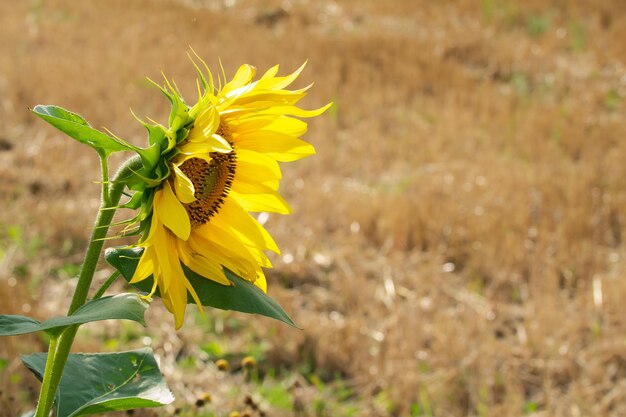 girasol en el campo agrícola