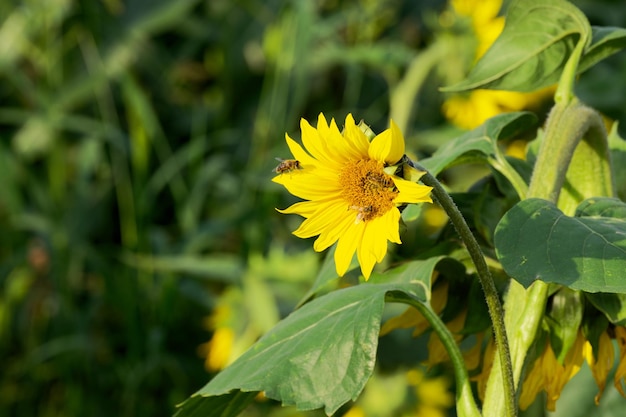 girasol en el campo agrícola