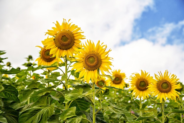 Girasol en un campo de agricultores