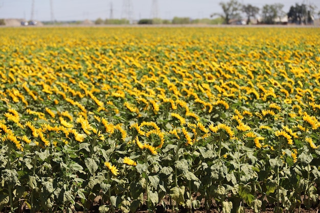 Girasol en un campo en Calfornia