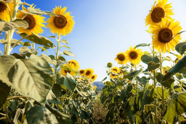 Girasol en campo en el cielo.