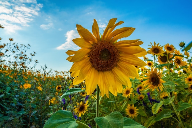 Girasol en el campo contra el cielo azul