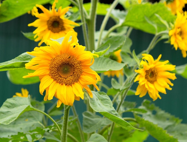 Girasol en campo en un día soleado. Floración de girasol. Primer plano de girasol.