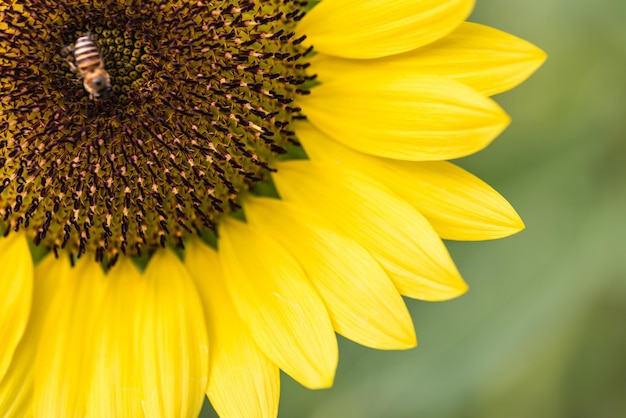 Girasol en el campo. Flor amarilla, primer plano, flor macro