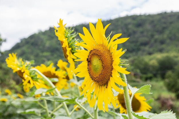 girasol en campo de girasol