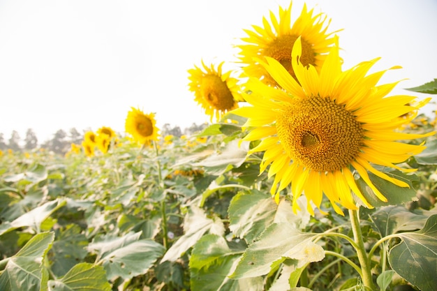 Girasol en el campo de girasol