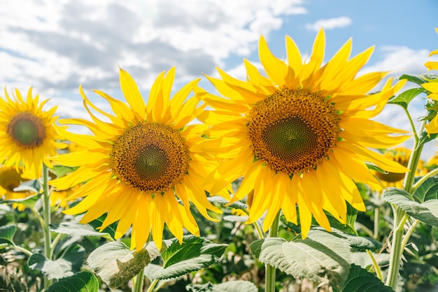 Girasol en un campo de girasoles bajo un cielo azul y hermosas nubes en un campo agrícola