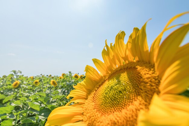 Girasol, Campo de girasoles florecientes