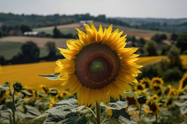 Un girasol en un campo de girasoles