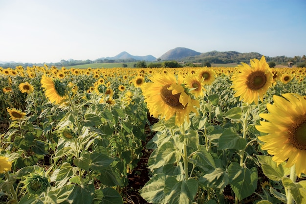 Girasol en campo con la luz del sol en invierno.