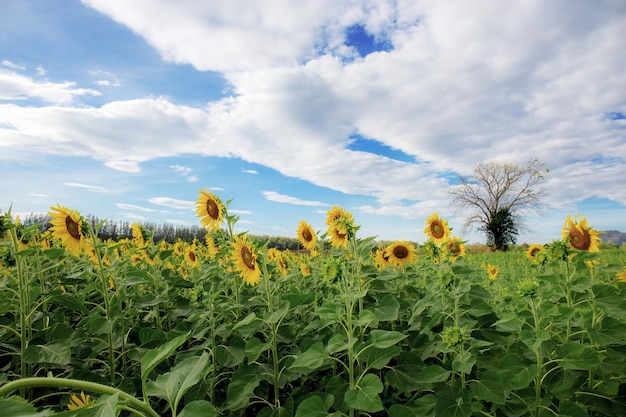 Girasol en campo con la nube en el cielo.