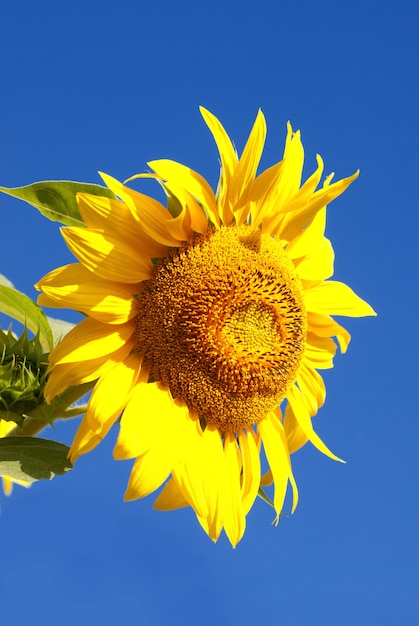 Girasol en campo sobre fondo de cielo azul profundo