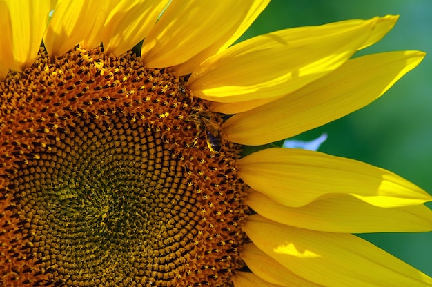 El girasol en el campo bajo el sol de verano