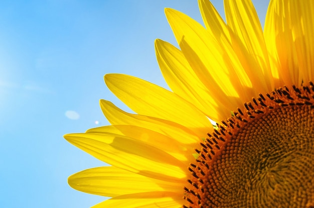 El girasol en el campo bajo el sol de verano