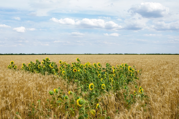 Girasol entre un campo de trigo en la tarde de verano