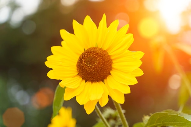 Girasol en el campo de verano Brote floreciente amarillo sobre un fondo verde Verano