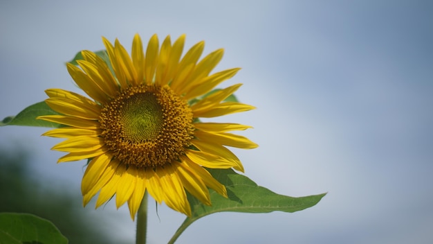 Foto un girasol en un campo verde.