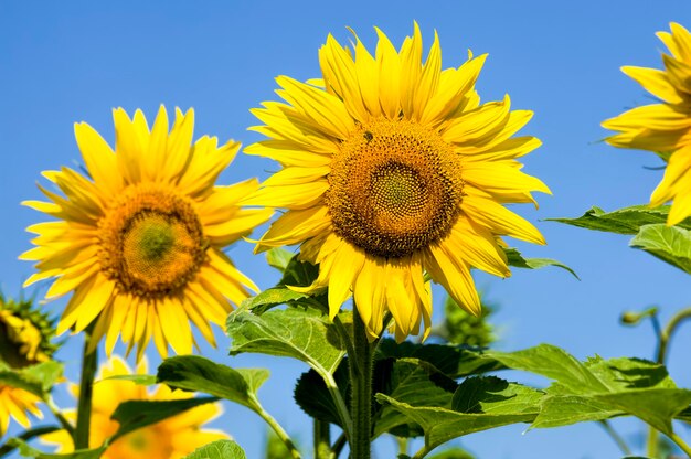 girasol en el campo