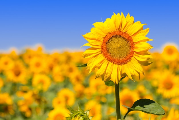 Girasol en el campo