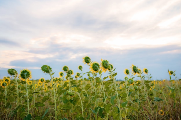 Girasol en el campo.