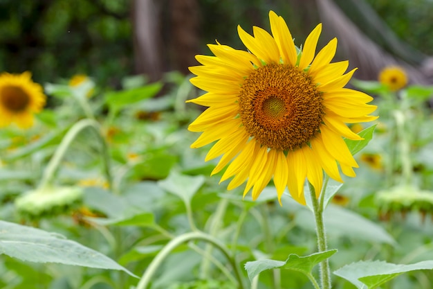 Girasol en un campo