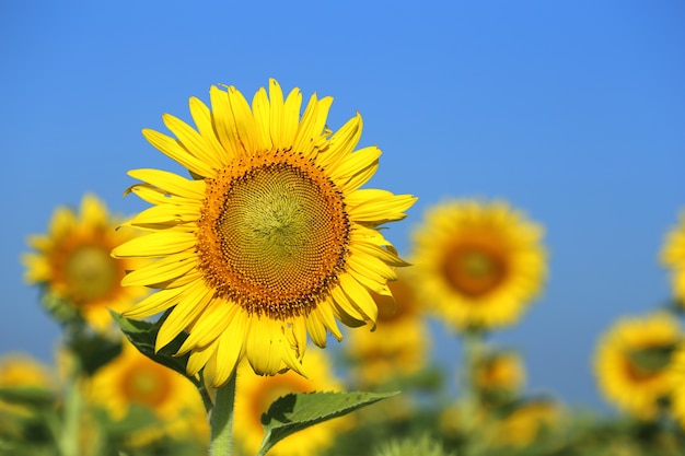 girasol en el campo