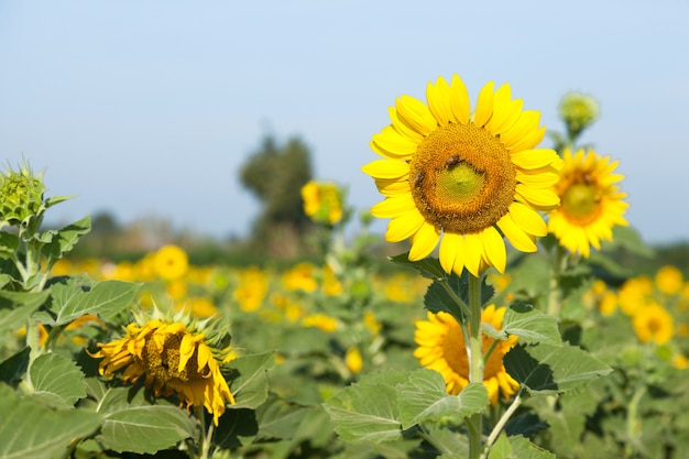 girasol en el campo.