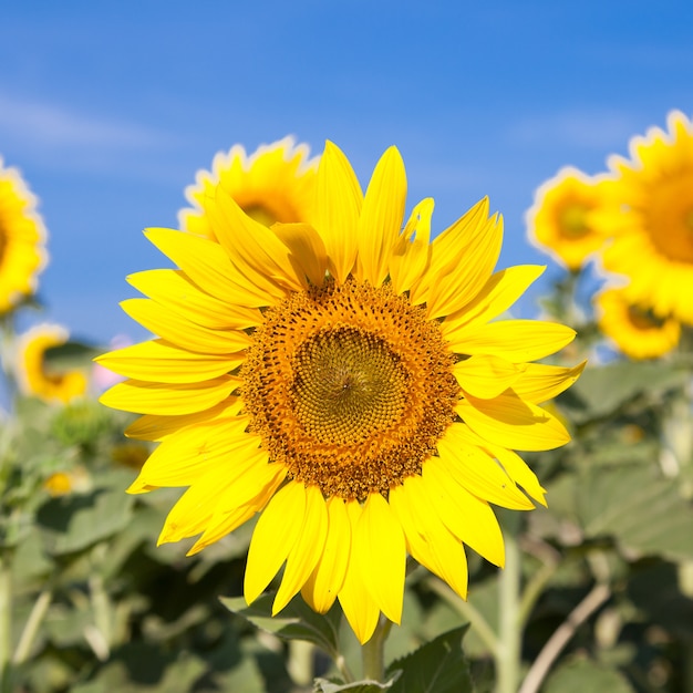 girasol en el campo.