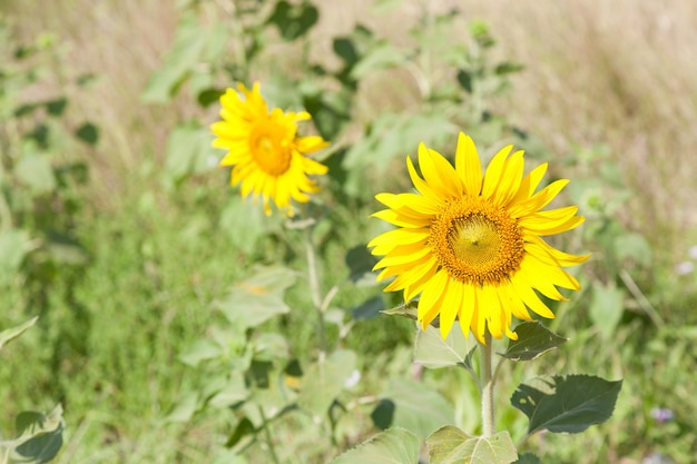 girasol en el campo.