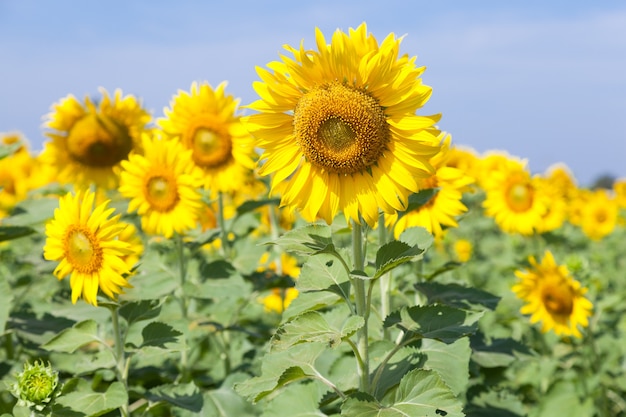 girasol en el campo.