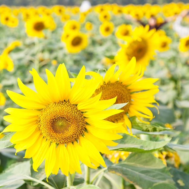 Girasol en un campo