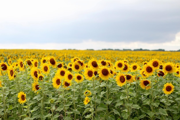 Girasol campo